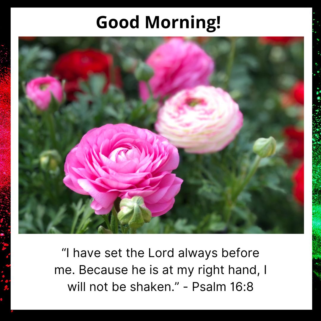 Image showing vibrant pink roses in focus, with a blurred background of greenery. The top reads "Good Morning Bible Verses!" and at the bottom, a quote: "I have set the Lord