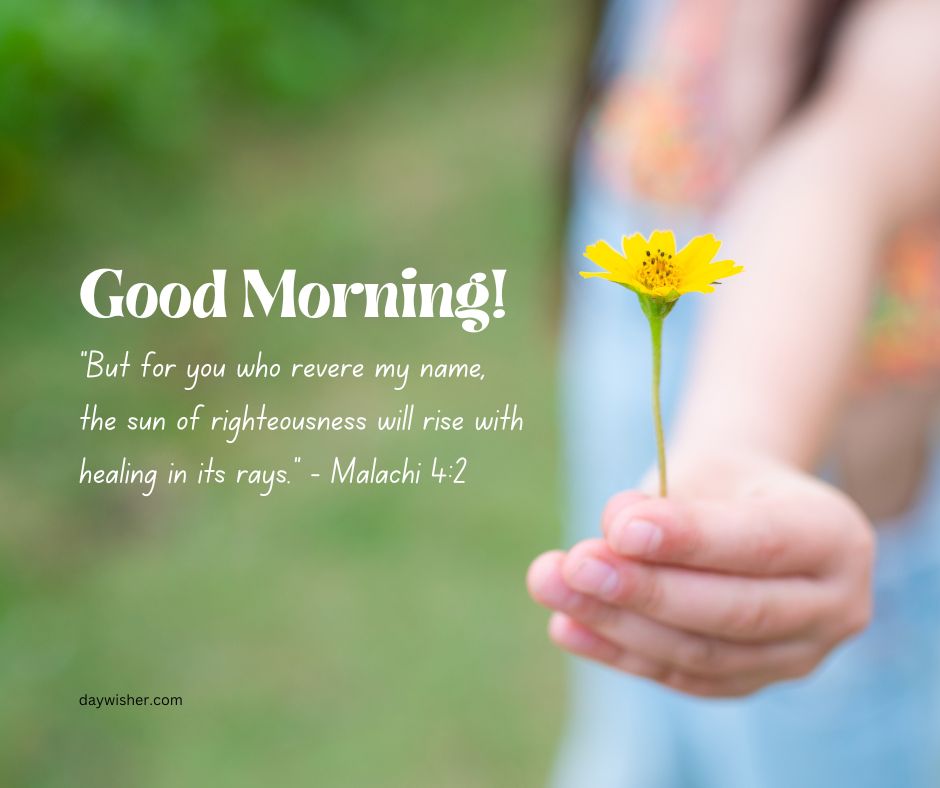 A person holds a yellow flower; a quote from Malachi 4:2 is superimposed with the greeting "Good Morning Bible Verses" on a tranquil, blurred background.