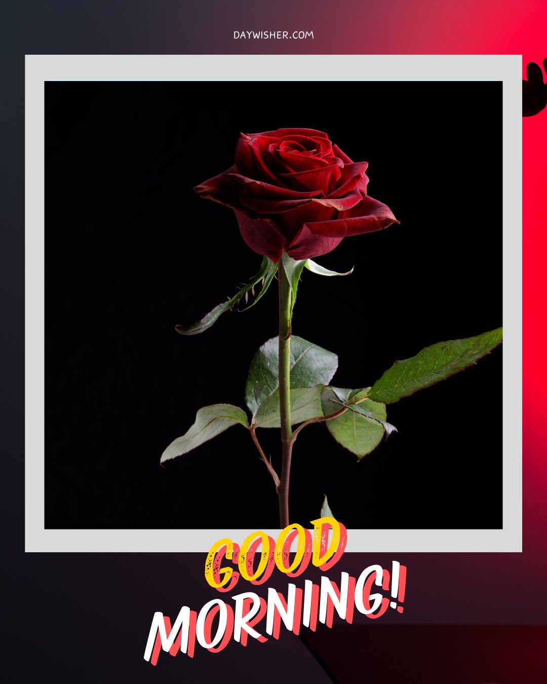 A stunning red rose illuminated against a dark gradient background, capturing the essence of elegance and serenity. The text "GOOD MORNING!" is creatively displayed in vibrant yellow and red colors, enhancing the visual appeal of the image. Ideal for sharing as "Good Morning Red Rose Images," perfect for a serene and inspiring morning greeting.