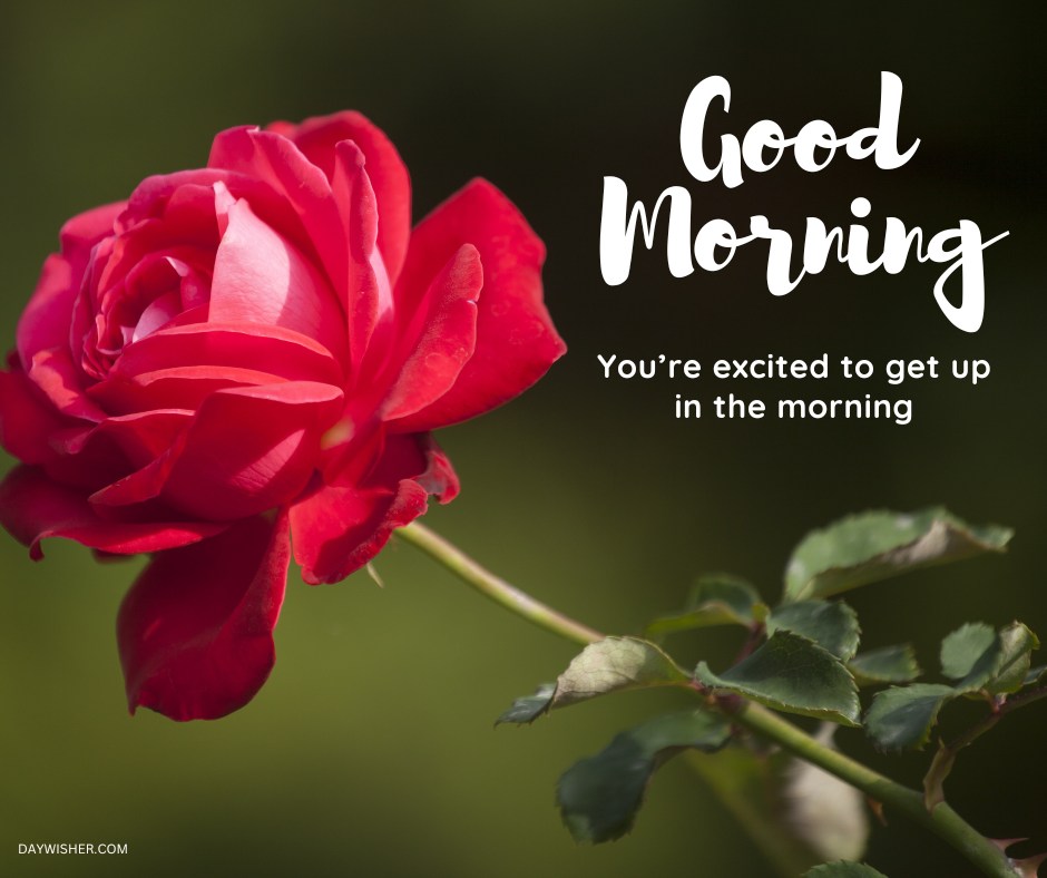 A radiant close-up of a deep red rose, glowing against a gentle green backdrop, with the phrase "Good Morning - You're excited to get up in the morning" elegantly scripted in white. This image inspires an energetic start to the day, making it ideal for a motivational morning greeting