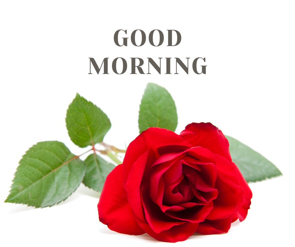 A pristine image of a lush red rose with vibrant green leaves lying against a pure white background. The bold "GOOD MORNING" text is positioned above the rose, lending a clean and refreshing look. This image is perfect for conveying a sense of freshness and tranquility at the start of the day.