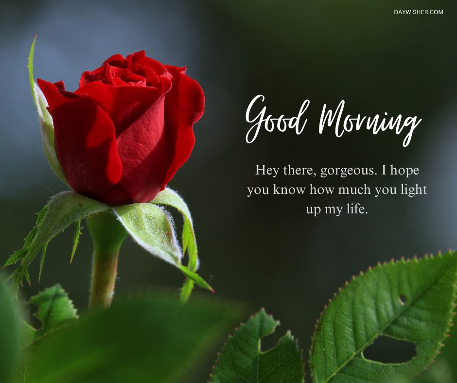 A delicate red rose in full bloom, captured in natural light with a gentle "Good Morning" message, expressing admiration and affection. This image beautifully combines the elegance of a single rose with a personal greeting, ideal for starting the day with a touch of natural beauty and heartfelt words.
