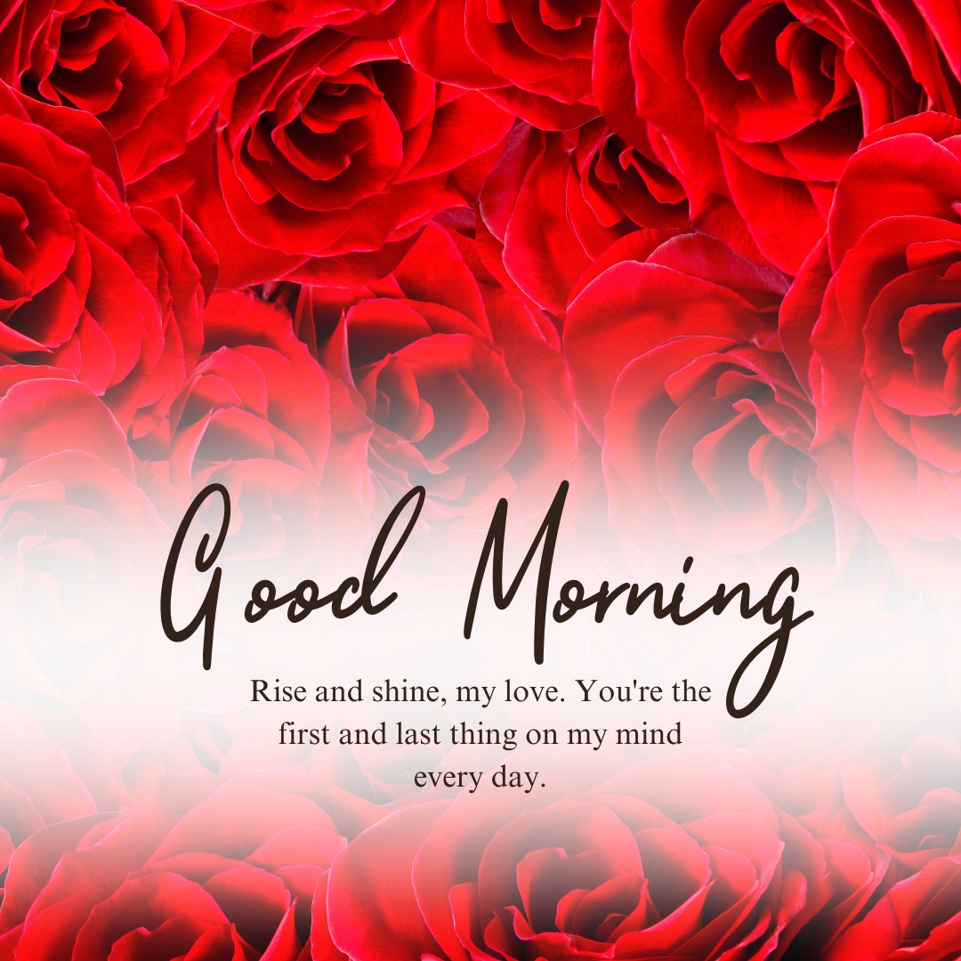 A mesmerizing sea of vibrant red roses sets the backdrop for a romantic "Good Morning" message, inviting the viewer to rise and shine with thoughts of love. This image is perfect for conveying deep affection and constant thoughts throughout the day, enhancing any message with its lush visual appeal.