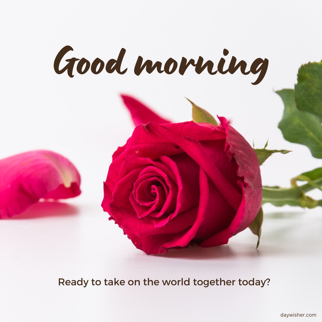 A striking image of a vibrant red rose with its petals fully unfurled, accompanied by the motivational message "Good morning, Ready to take on the world together today?" in elegant brown script. This image inspires a sense of partnership and readiness, perfect for starting the day with enthusiasm and a shared spirit of ambition.