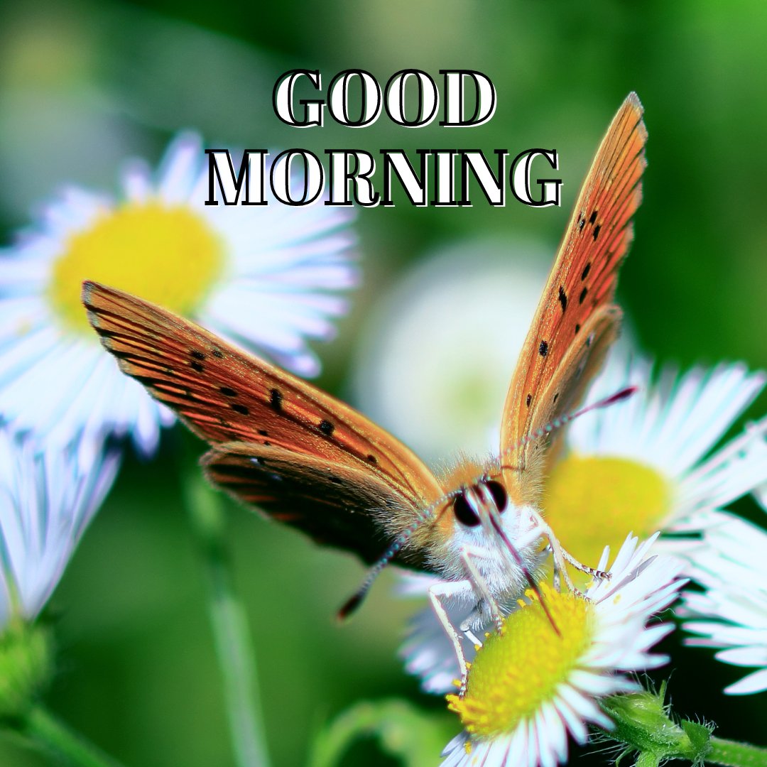 A vibrant good morning image featuring a close-up of a butterfly perched on a white daisy with a yellow center. The text "Good Morning" is displayed in a bold font above the butterfly, set against a background of green foliage and blurred flowers. This image captures the delicate beauty of nature, making it ideal for a refreshing and uplifting morning greeting.