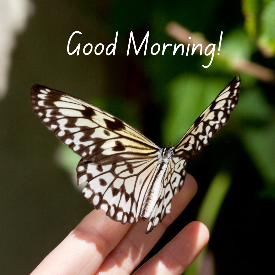 A delicate good morning image featuring a black and white butterfly resting on a person's hand, with a blurred green background. The text "Good Morning!" is written in a simple, elegant font. This image captures the gentle beauty of nature and the peaceful interaction between humans and wildlife, perfect for a calm and uplifting morning greeting.