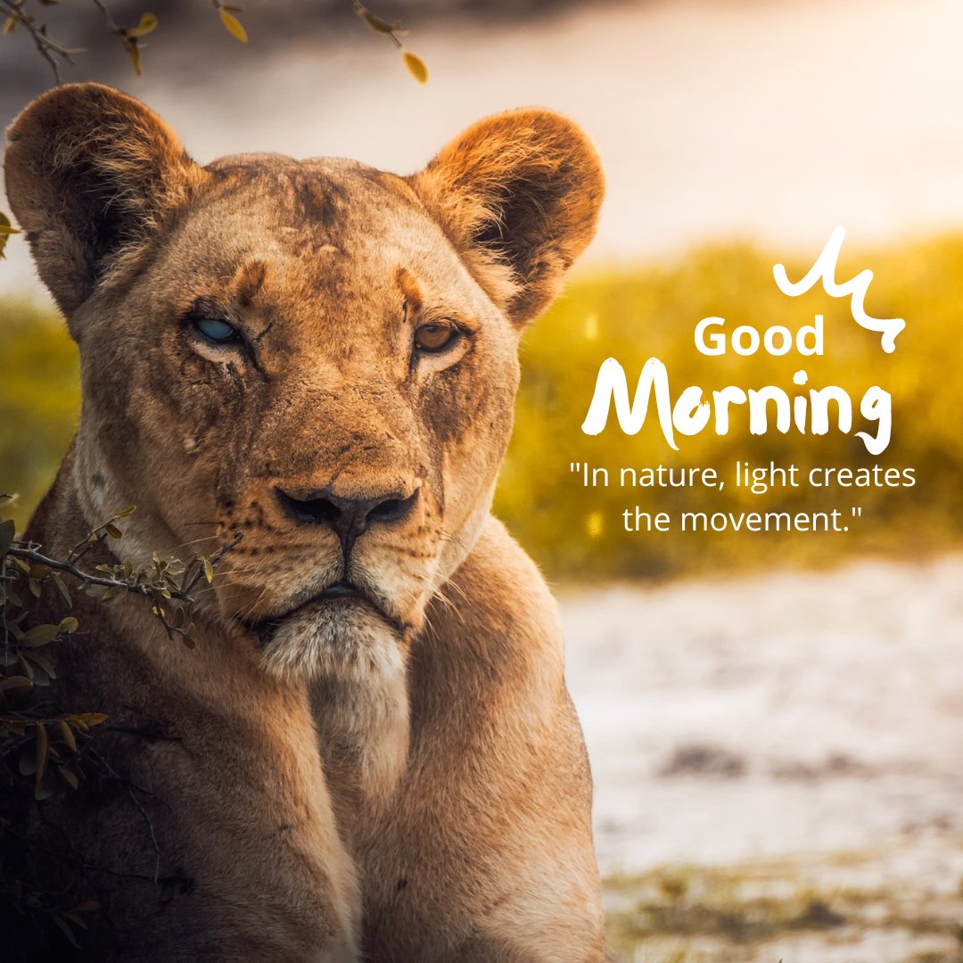 A majestic good morning image featuring a lioness resting in a natural setting, with a serene expression on her face. The background is softly blurred, highlighting the lioness's regal presence. The text "Good Morning" is written in a playful font, accompanied by the quote "In nature, light creates the movement." This image captures the strength and beauty of wildlife, perfect for an inspiring morning greeting.