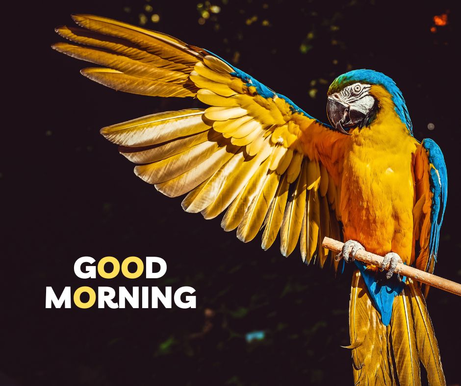 A vibrant yellow and blue parrot spreading its wings with the text "Good Morning" against a dark background. Perfect for good morning nature images, HD quality, and featuring the beauty of birds to inspire a bright and cheerful start to the day.