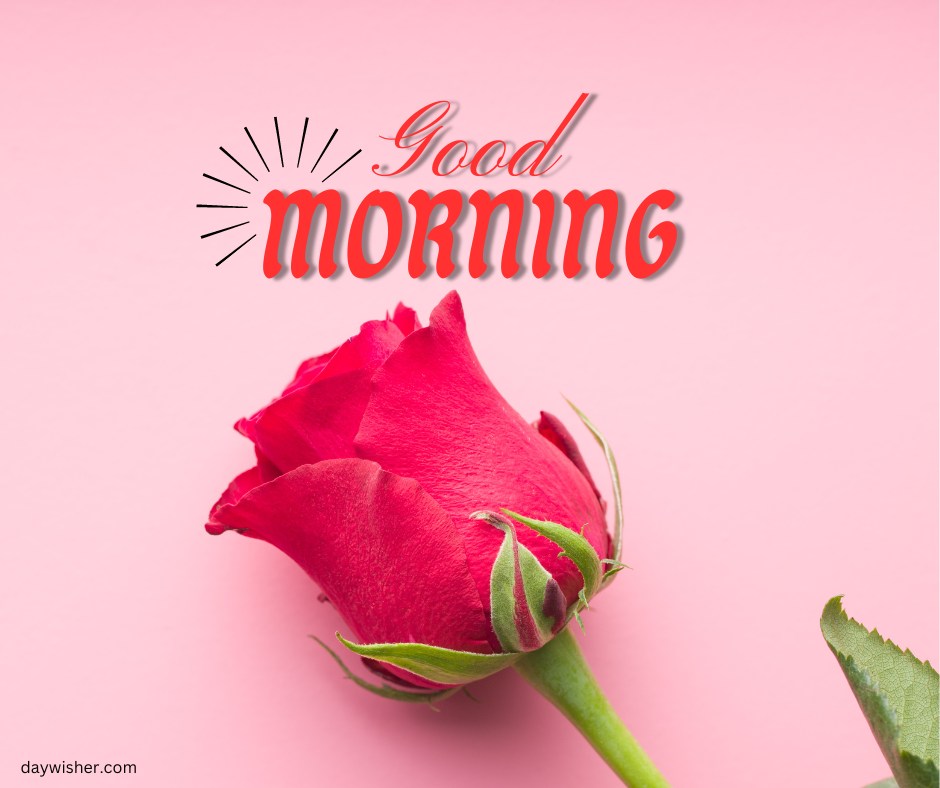 A fresh red rosebud poised against a soft pink background, highlighted by a radiant "Good Morning" text in bold red font. This image combines simplicity with a splash of color, creating an inviting and cheerful morning greeting that's perfect for starting the day with a touch of natural beauty.