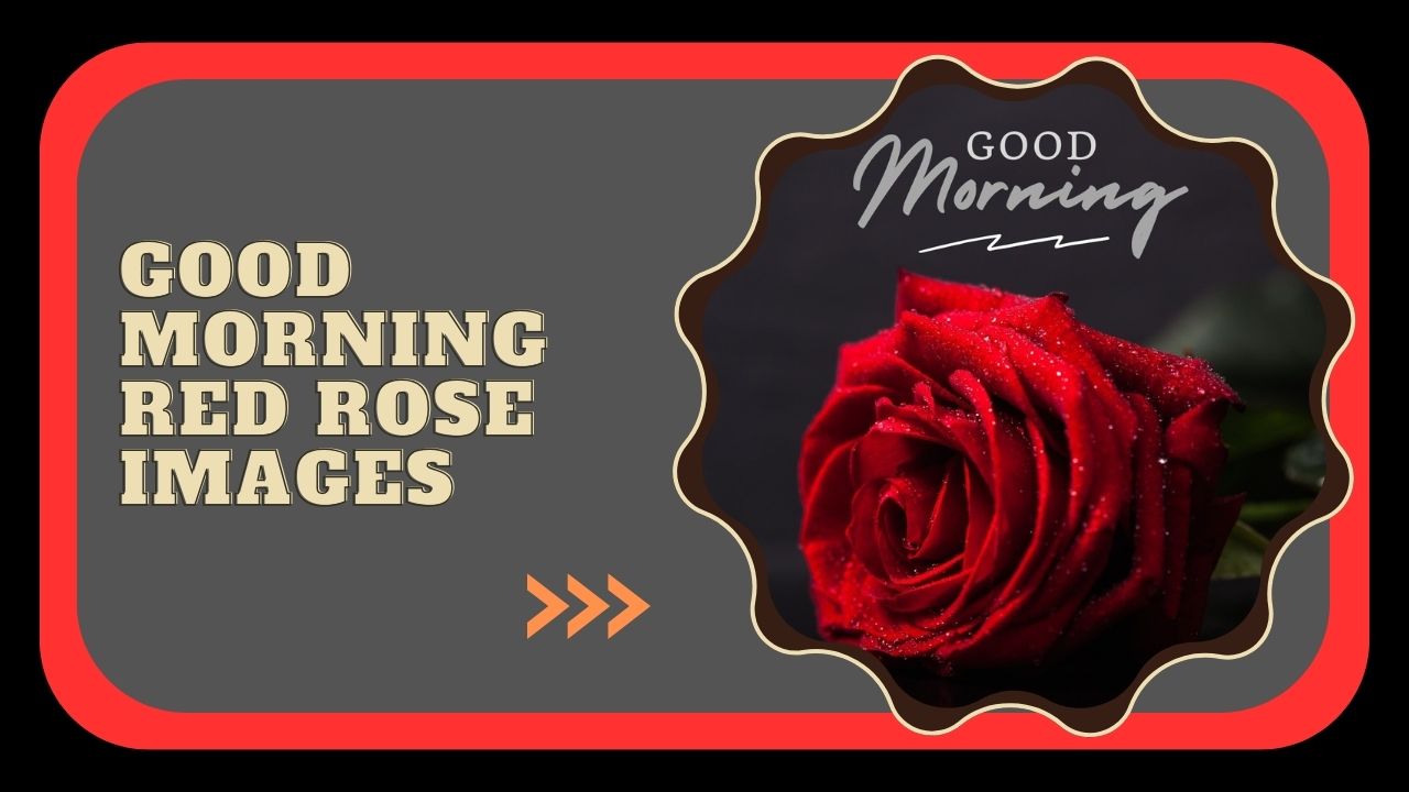 good morning red rose images