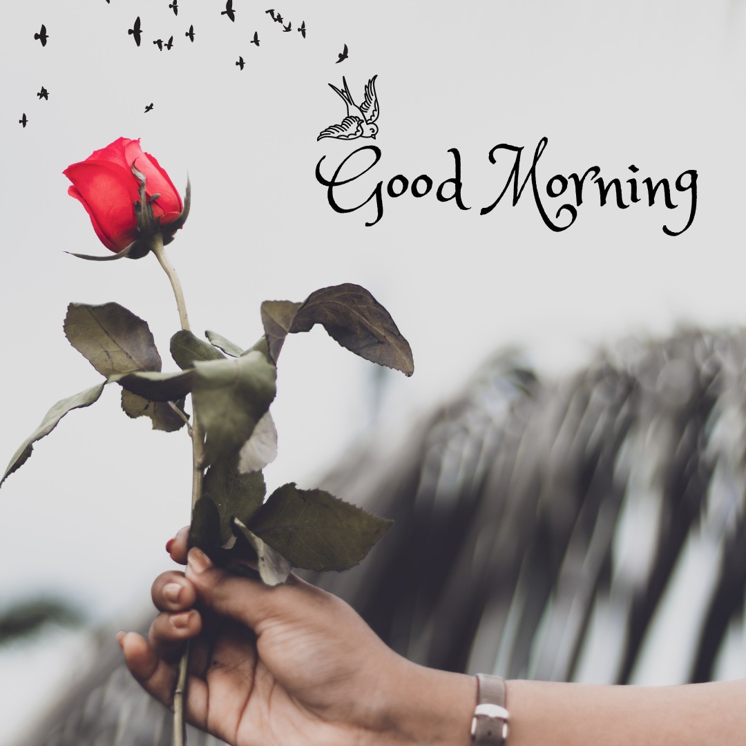 A serene image capturing a hand tenderly holding a single red rose, set against a softly blurred background with a whimsical "Good Morning" script and a dove in flight. This picture symbolizes a peaceful and hopeful morning greeting, perfectly blending nature and symbolism for a heartfelt start to the day.
