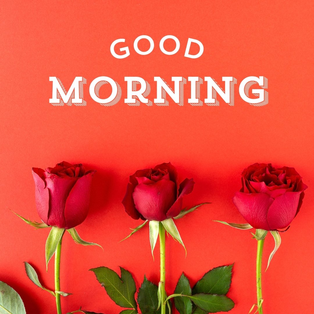 A striking image of three deep red roses against a vibrant red background, each rose positioned beneath the crisp white letters spelling "Good Morning". This bold and colorful arrangement perfectly captures the essence of a passionate and lively morning greeting.
