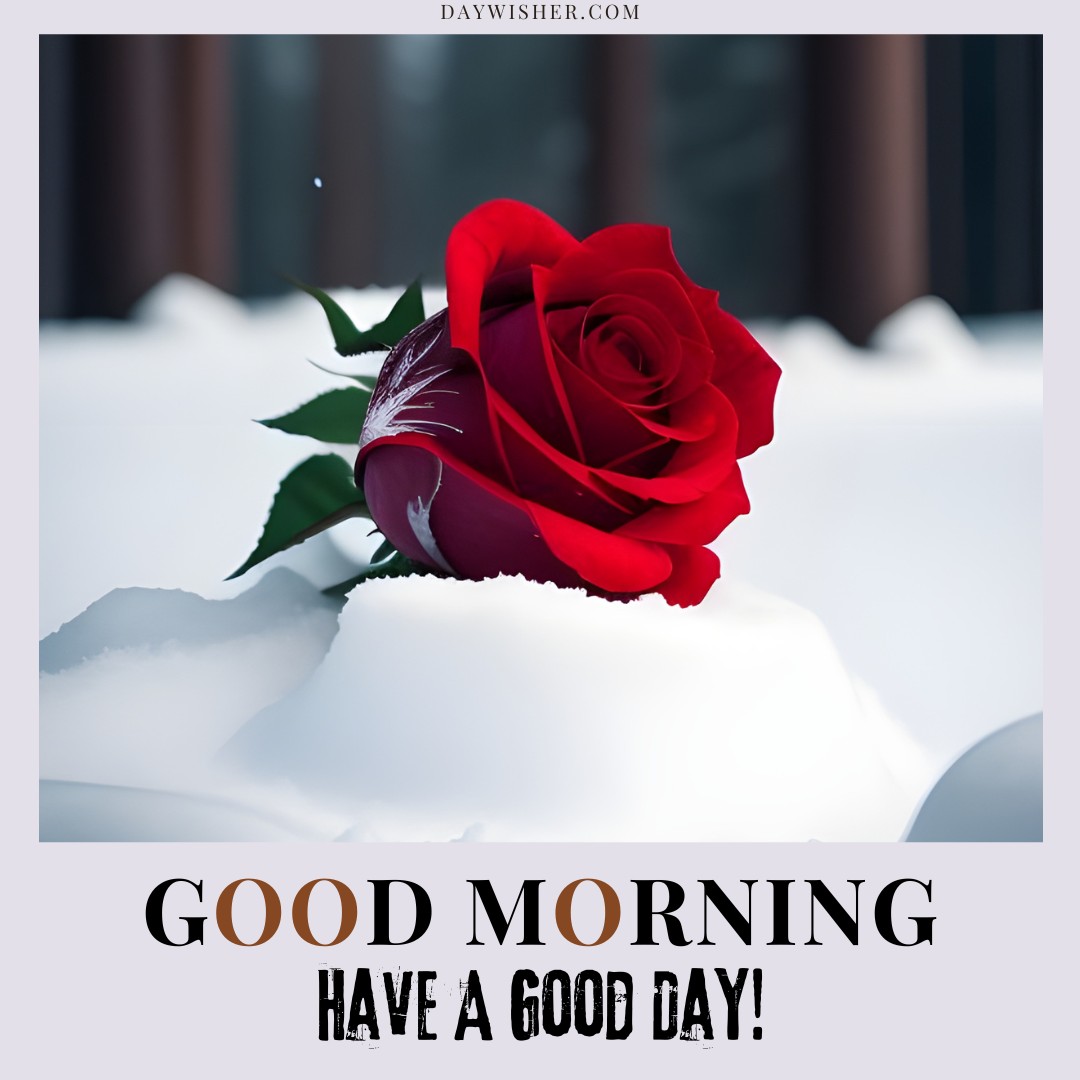 A vivid red rose elegantly contrasted against a serene snowy backdrop, conveying a warm "Good Morning, Have a Good Day!" message. This striking image beautifully merges the warmth of the rose with the cool tranquility of winter, perfect for a refreshing and inspiring morning greeting.