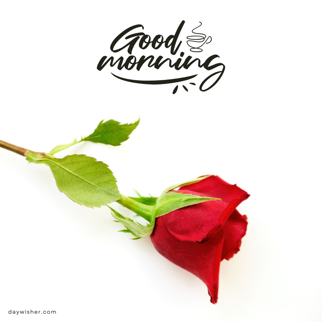 A minimalist and elegant image of a single red rose against a stark white background, showcasing the rose's vibrant petals and fresh green leaves. The creative "Good Morning" text is styled in a flowing, modern font, enhancing the simplicity and freshness of the morning greeting. This image is ideal for conveying a peaceful and serene start to the day.