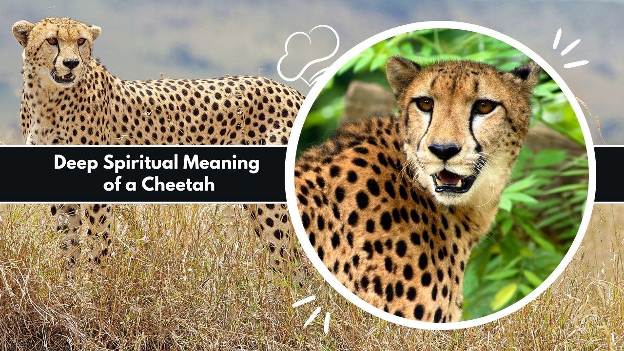 Deep Spiritual Meaning of a Cheetah