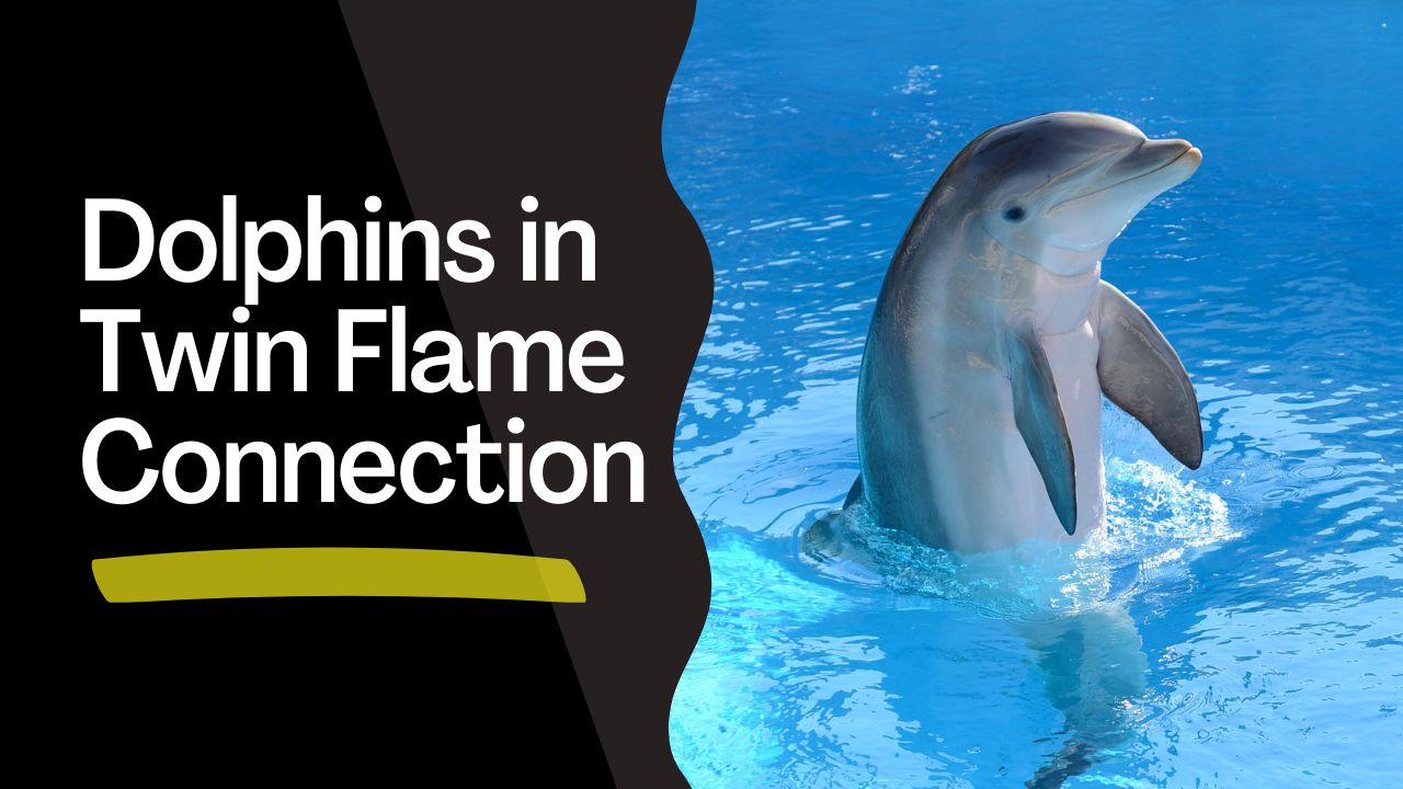 Dolphins in Twin Flame Connection