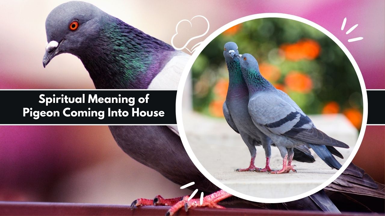 Spiritual Meaning of Pigeon Coming Into House