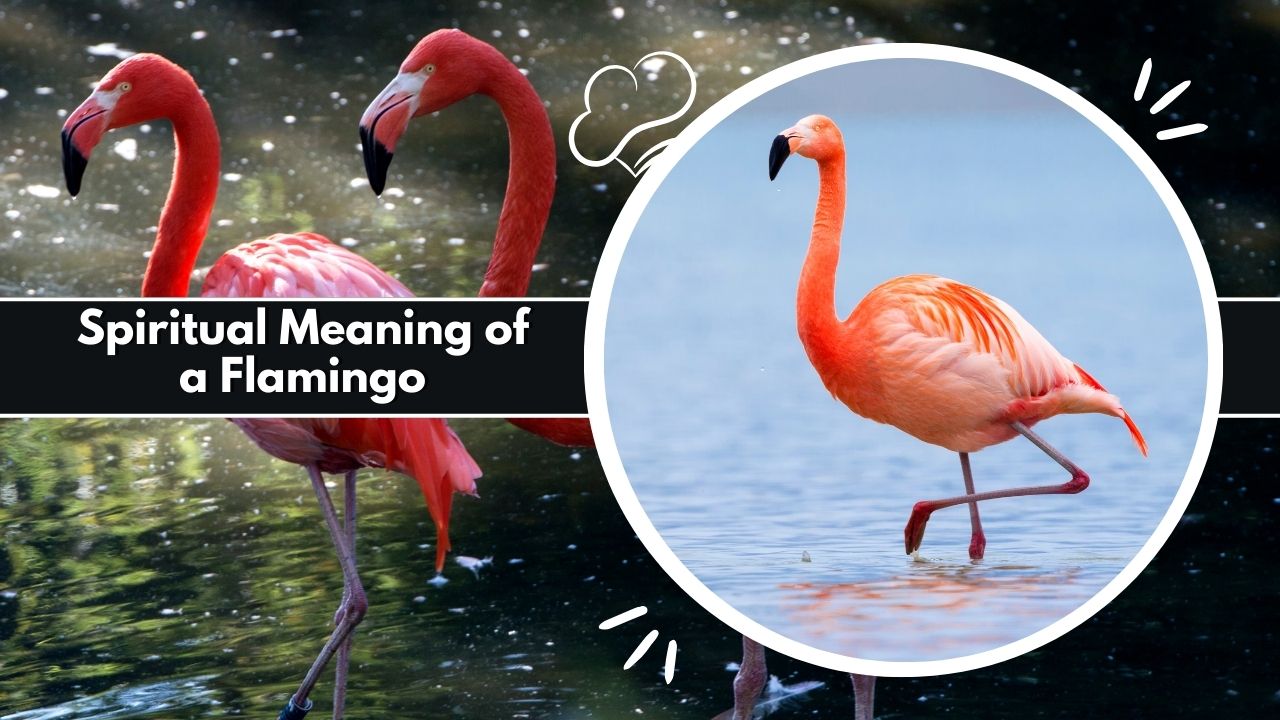 Spiritual Meaning of a Flamingo