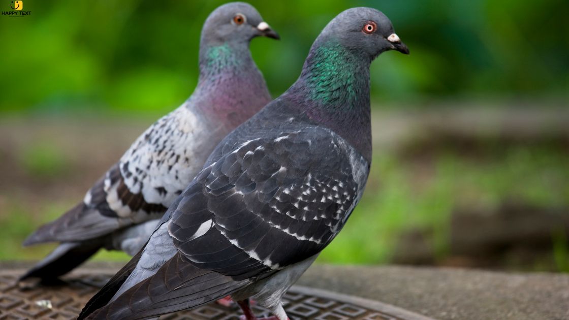 Spiritual Meaning of Pigeon Coming Into House