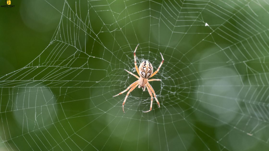Spiritual Meaning of White Spiders