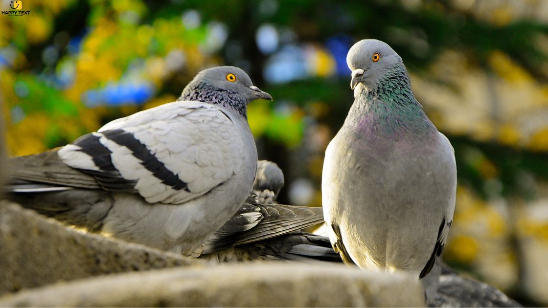 Spiritual Meaning of a Pigeon