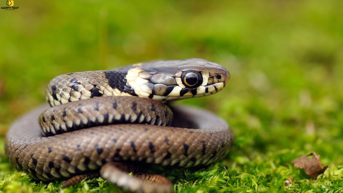 Spiritual Meaning of Snake Eyes