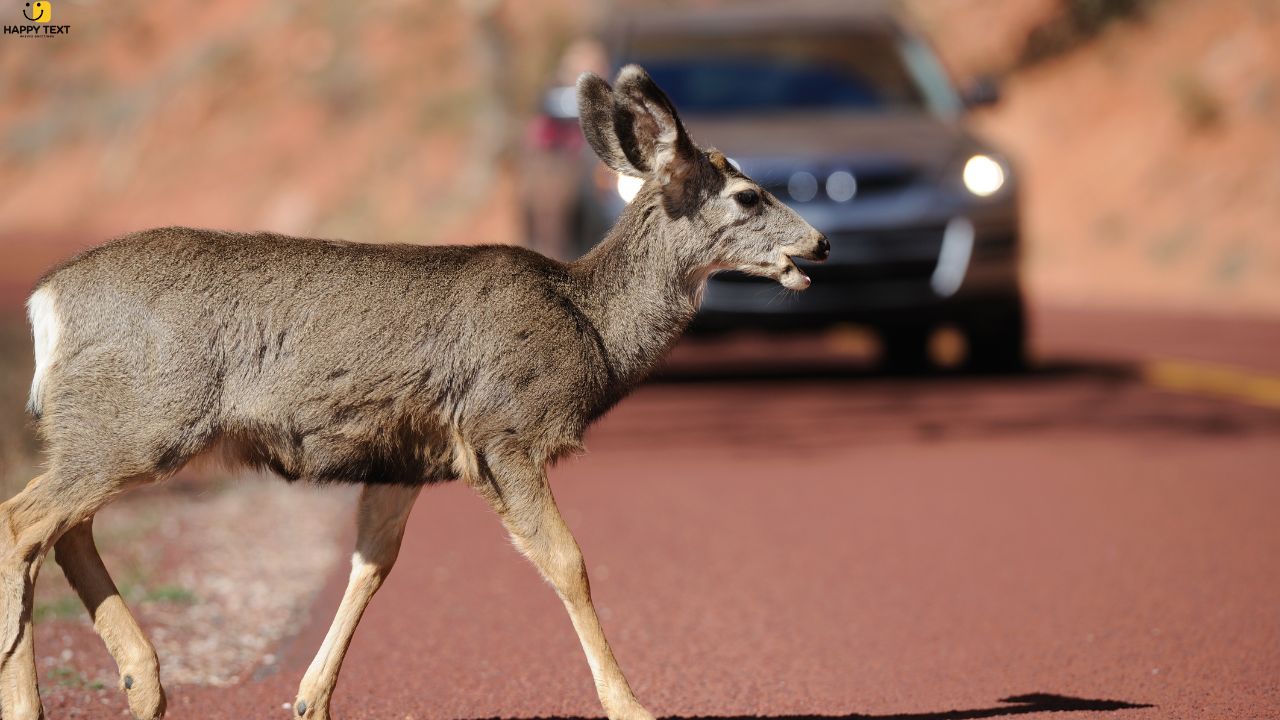 The Spiritual Meaning of Hitting a Deer