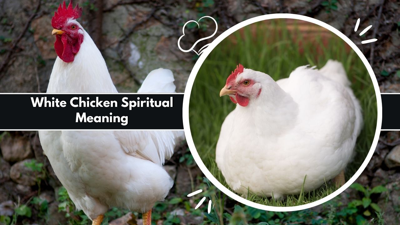White Chicken Spiritual Meaning