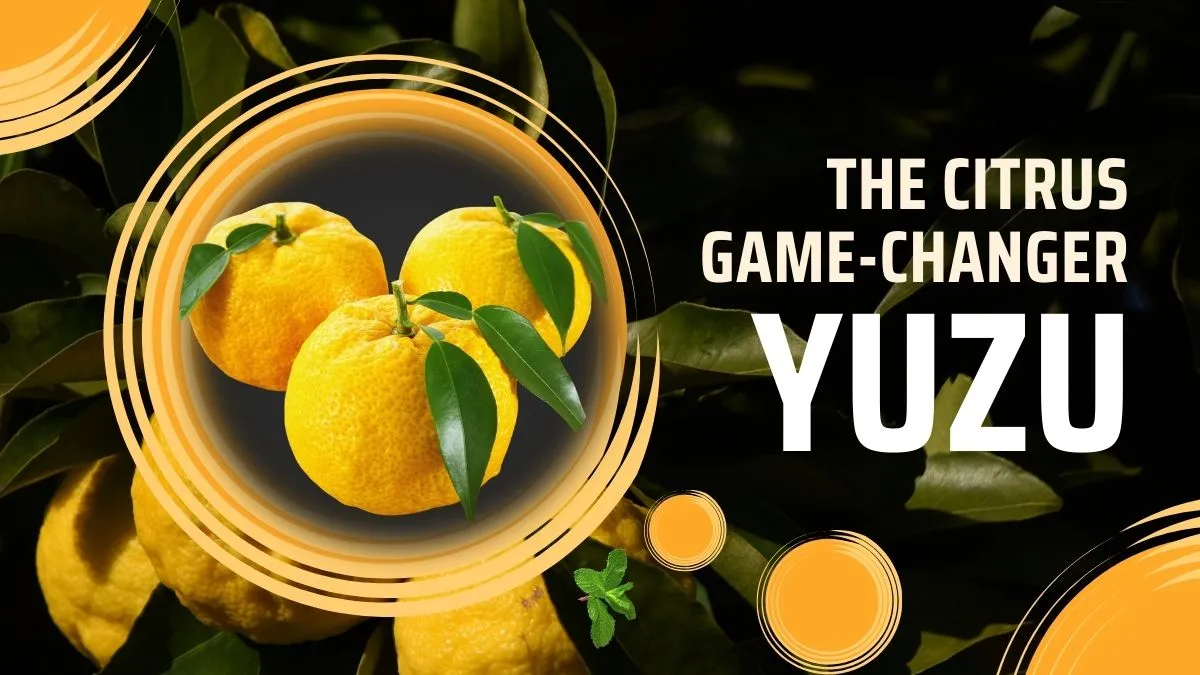 yuzu fruit