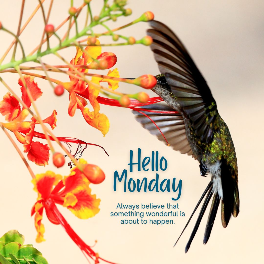 Beautiful Happy Monday Images