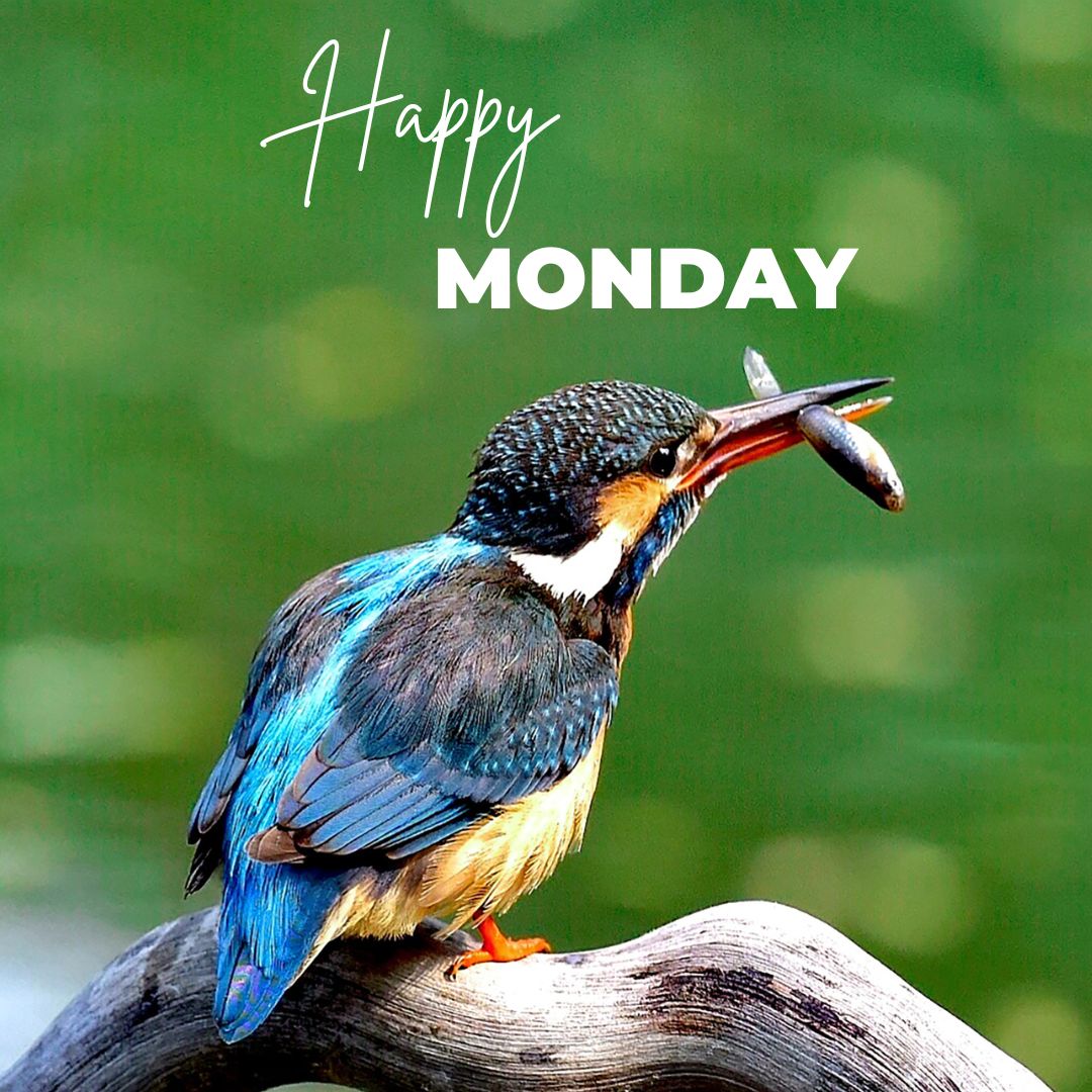 Beautiful Happy Monday Images