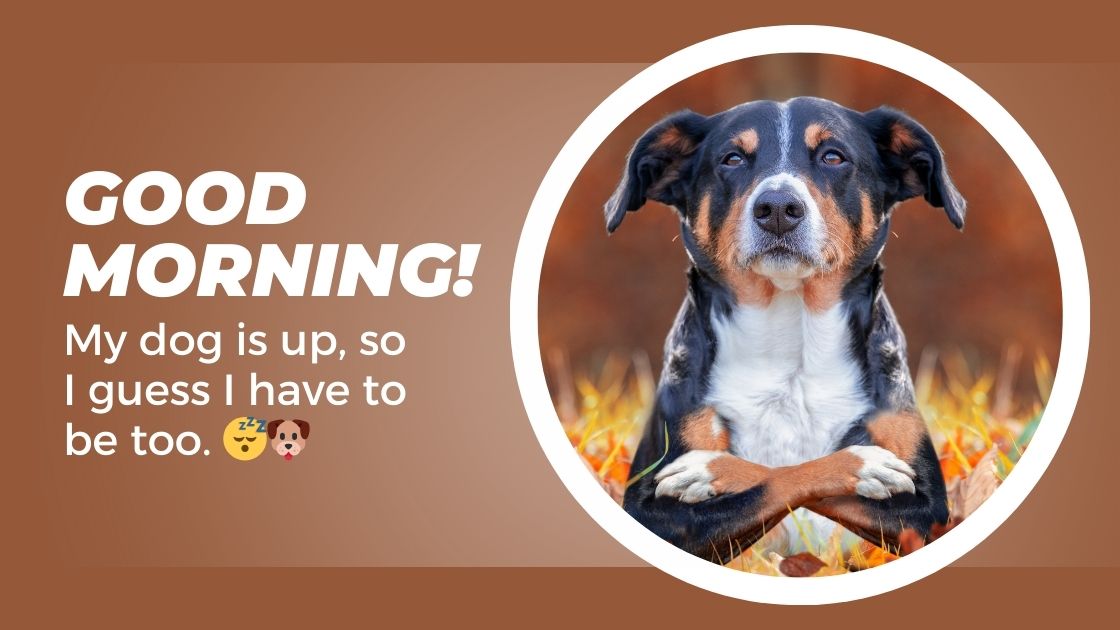 Funny Good Morning Captions for Pets & Animals