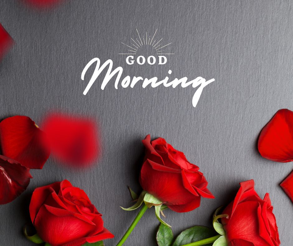 Good Morning Rose Images for Girlfriend & Love