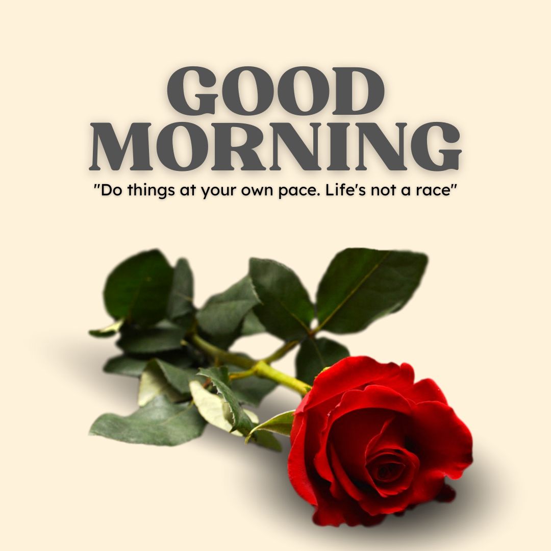 Good Morning Rose Images for WhatsApp