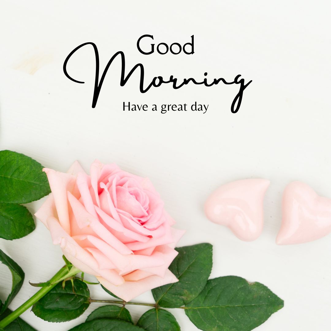 Good Morning Rose Images for WhatsApp