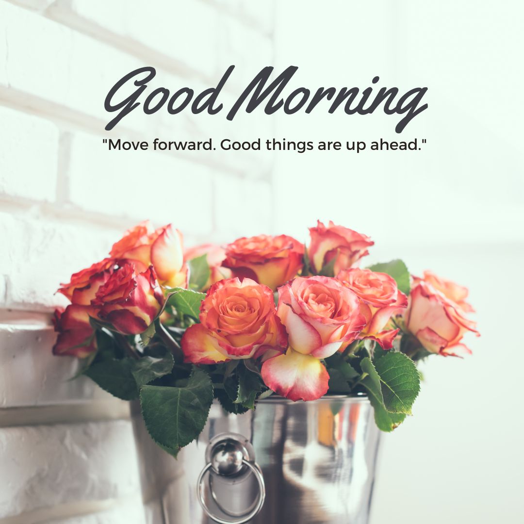 Good Morning Rose Images for WhatsApp