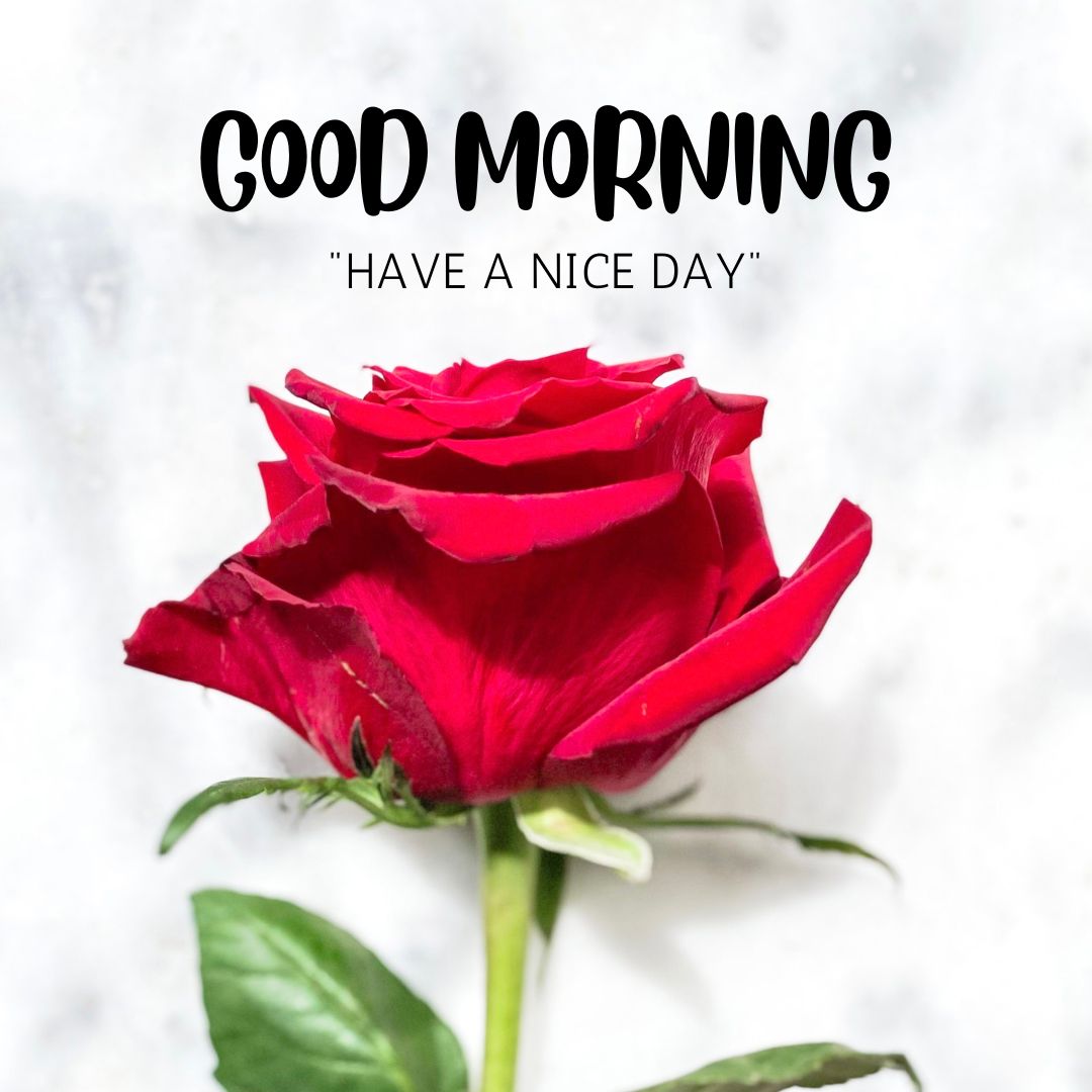 Good Morning Rose Images for WhatsApp
