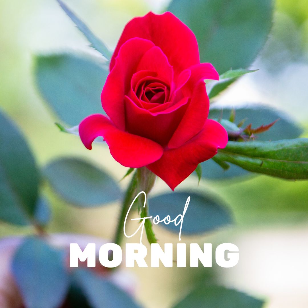 Good Morning Rose Images for WhatsApp