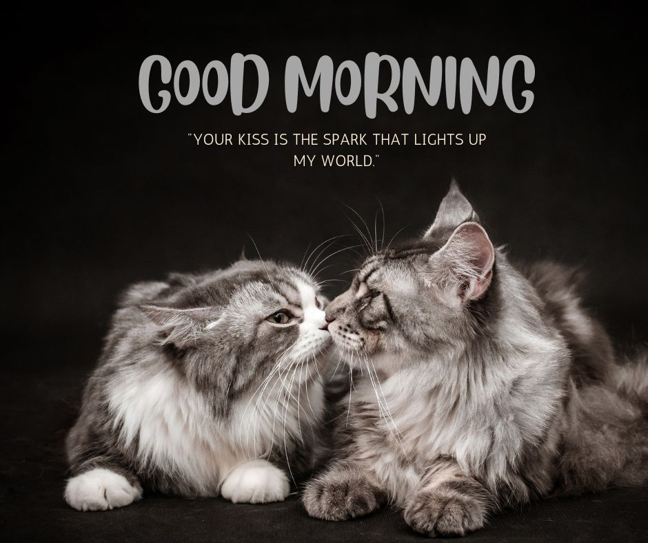 Two fluffy cats touching noses affectionately, with 'GOOD MORNING' text and a romantic quote about a kiss lighting up the world.